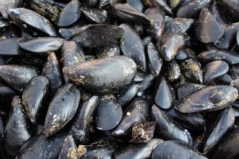Caldo fa strage di molluschi nel delta del Po, moria di cozze e vongole Caldo fa strage di molluschi nel delta del Po, moria di cozze e vongole