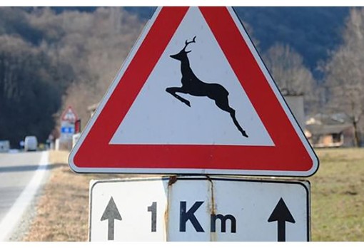 Cuneo, un'app della Provincia segnala le strade a rischio animali selvatici