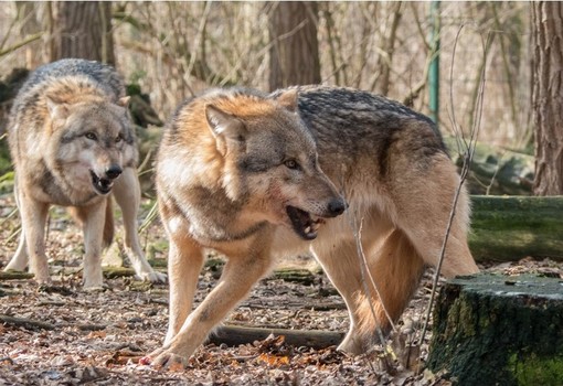 Lupi, danno risultati le misure di controllo adottate in Svizzera Lupi, danno risultati le misure di controllo adottate in Svizzera