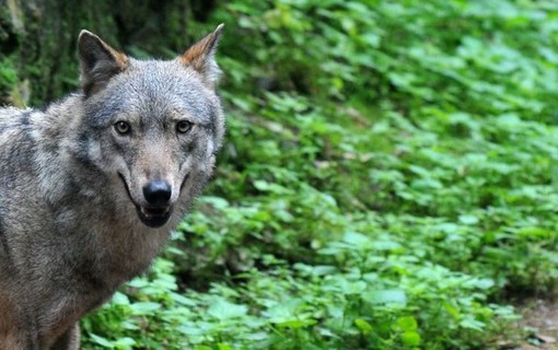 “Grazie a Panza e agli altri europarlamentari della Lega per aver chiesto la modifica dello stato di protezione del lupo&quot;
