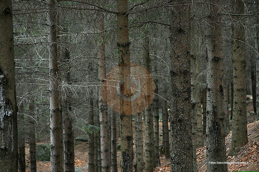 Foreste del futuro, nasce la “banca del Dna”: selezionati i semi più resistenti