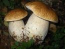 Controllo gratuito dei funghi epigei spontanei, attivo il servizio dell’Asl Vco