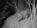 "Potrebbe esserci un altro orso nel Parco Val Grande?" "Potrebbe esserci un altro orso nel Parco Val Grande?"