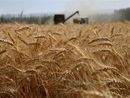 Anche il Piemonte non è immune al drastico calo europeo della produzione di cerali