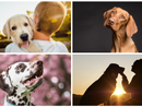 Oggi, 26 agosto, Festa del Cane: un amico fedele.