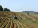 L'allarme di Coldiretti Piemonte: "Mancano 100mila lavoratori nei campi" L'allarme di Coldiretti Piemonte: "Mancano 100mila lavoratori nei campi"
