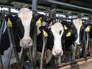 Coldiretti Piemonte sulla filiera della carne: "Dare priorità a redditività imprese e sovranità alimentare" Coldiretti Piemonte sulla filiera della carne: "Dare priorità a redditività imprese e sovranità alimentare"