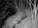 Nuovo avvistamento di un orso in Valle Vigezzo, fototrappola lo immortala a Finero Nuovo avvistamento di un orso in Valle Vigezzo, fototrappola lo immortala a Finero