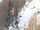 Cresce anche in Svizzera il numero di gipeti