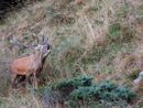 Una giornata da guardiaparco per osservare i cervi all'alpe Veglia Una giornata da guardiaparco per osservare i cervi all'alpe Veglia