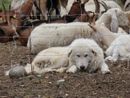 Il ritorno del lupo in Ossola: come convivere con i cani da guardiania negli alpeggi Il ritorno del lupo in Ossola: come convivere con i cani da guardiania negli alpeggi