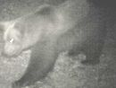 Avvistato un secondo orso nel Vco? Avvistato un secondo orso nel Vco?