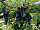 Troppa pioggia, il Vallese 'allenta' i requisiti per il vino Doc Troppa pioggia, il Vallese 'allenta' i requisiti per il vino Doc