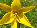I tulipani estivi tornano a fiorire a Bugliaga di Trasquera FOTO