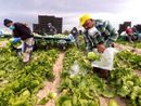 Agricoltura, aperto il bando per la sistemazione dei lavoratori stagionali