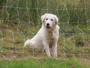Lupi e sicurezza del bestiame: le indicazioni dei Parchi sui cani da guardiania