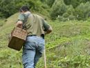 Torna attivo il servizio di micologia dell'Asl Vco per il controllo dei funghi spontanei