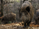 Caccia e peste suina, Bongioanni: &quot;Prolungato di un mese il calendario per il cinghiale&quot;