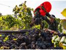 Vendemmia 2025: già conclusa quella dei bianchi ossolani, c'è attesa per i rossi