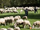 Due giorni di festa per la tradizionale transumanza della Valle Bognanco