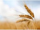 Produzione cerealicola, Coldiretti Piemonte: "Prospettive di buona qualità e di incremento delle superfici" Produzione cerealicola, Coldiretti Piemonte: "Prospettive di buona qualità e di incremento delle superfici"