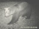 L’orso M29 torna in Val Grande: nuova osservazione nella zona nord del Parco VIDEO