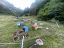 Orso in Valle Loana: il presidente Lana chiede alla Polizia Provinciale di intensificare i monitoraggi