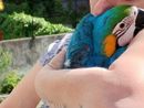 Recuperato dai vigili del fuoco un pappagallo scappato al suo proprietario