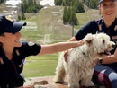 Estate e animali: la Polizia lancia l’allarme contro gli abbandoni