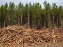 Coldiretti Piemonte: "Ue, bene il rinvio per il regolamento sulla deforestazione"