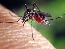 Zanzare e contagi in aumento: "La Regione intervenga sul West Nile Virus"