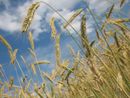 Salvi i pozzi per irrigazione agricola, dalla Regione un uso razionale delle risorse idriche (foto di repertorio)