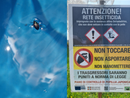 Popillia japonica, vertice in Regione per valutare le  strategie di lotta al coleottero nemico delle colture