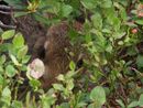 Estate nei parchi dell'Ossola: periodo di nascite per molte specie animali