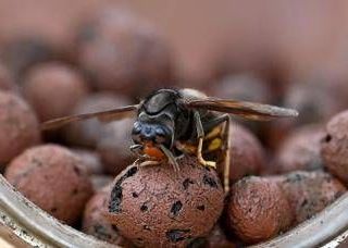 Sciame di calabroni attacca 30 persone nel Torinese, paura al parco della Mandria