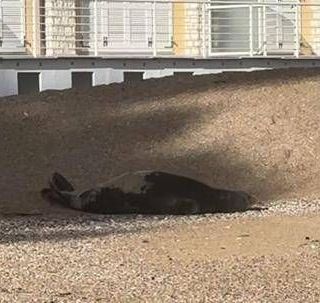 La foca monaca arriva a Numana, spunta la ricompensa: "1000 euro se non la disturbate"