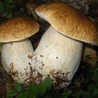 Controllo gratuito dei funghi epigei spontanei, attivo il servizio dell’Asl Vco