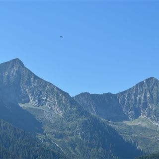 Orso in Val Grande, i carabinieri forestali: "Non si creino allarmismi, le forze dell'ordine sono presenti sul territorio"