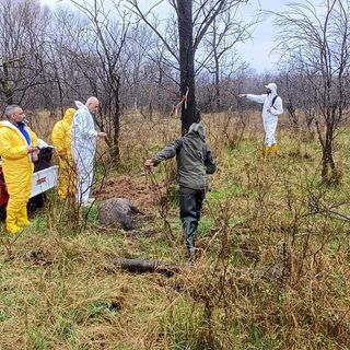 Volontari cercasi: l’Ente Parchi forma operatori per il controllo del cinghiale