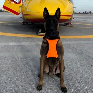 Attive da oggi le unità cinofile da valanga del Soccorso Alpino piemontese