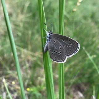 Il Parco Val Grande in prima linea contro l'estinzione della farfalla più rara d'Europa