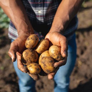 World Food Day, “Potatoes Forever!” celebra la sostenibilità