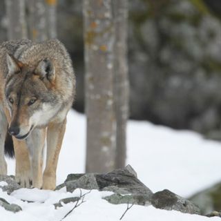 Esemplare Centro Uomini Lupi (F. Panuello)