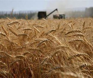 Anche il Piemonte non è immune al drastico calo europeo della produzione di cerali