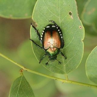 Allarme Popillia japonica: Confagricoltura chiede interventi urgenti