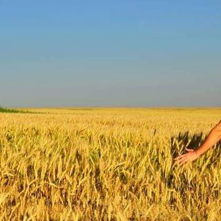 Un bando della Regione a sostegno dei giovani agricoltori piemontesi