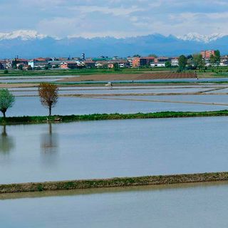 Coldiretti Novara-Vco: &quot;Aumento costi di produzione del riso fa calare le semine&quot;
