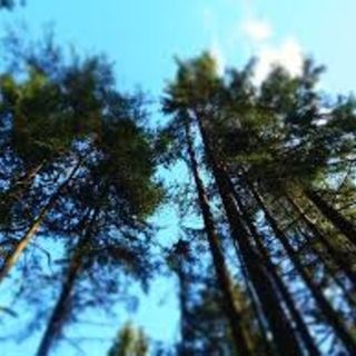 Finpiemonte capofila in progetto di tutela delle foreste alpine