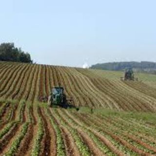 Psr Piemonte, bando da 2 milioni di euro per progetti pilota di bioeconomia nelle filiere agricole