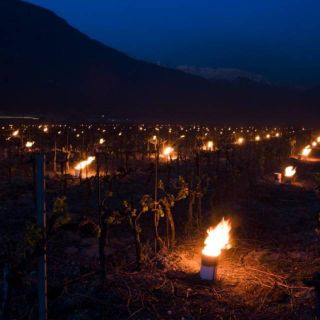 Vallese, lo spettacolo di centinaia di candele accese a protezione degli alberi da frutto